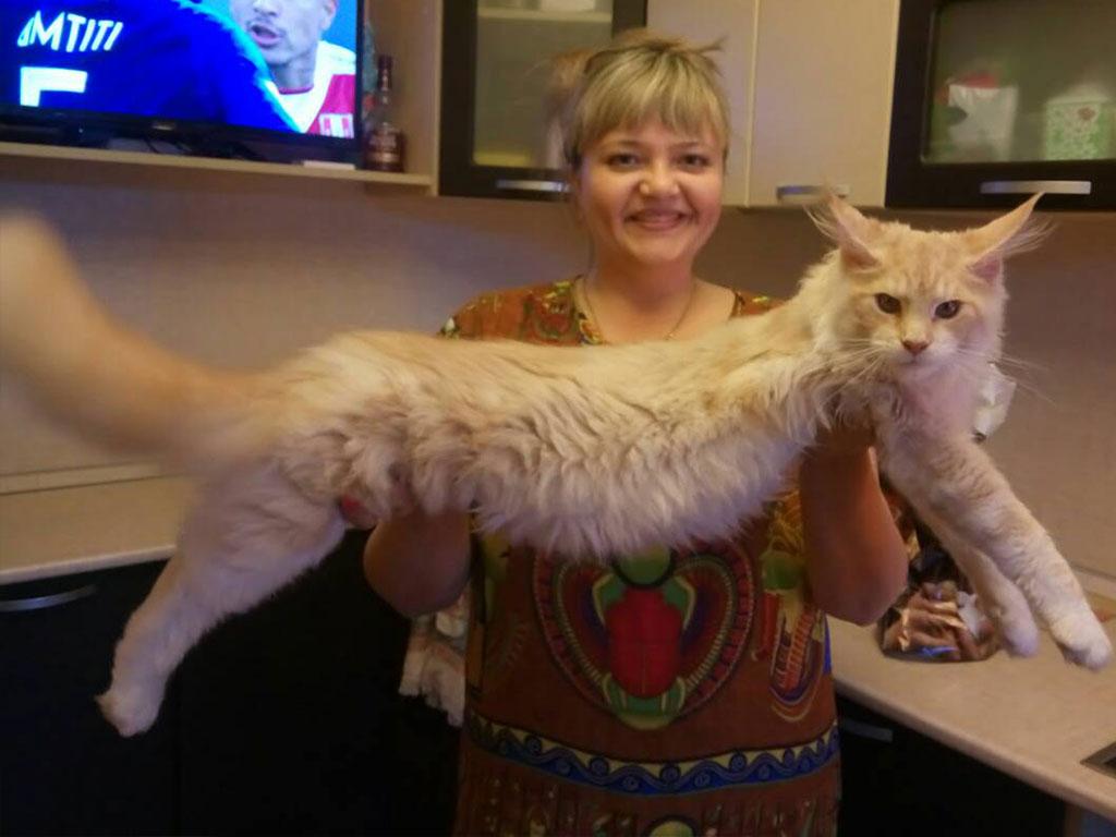 Как растет котенок мейн кун | Котята мейн кун Екатеринбург